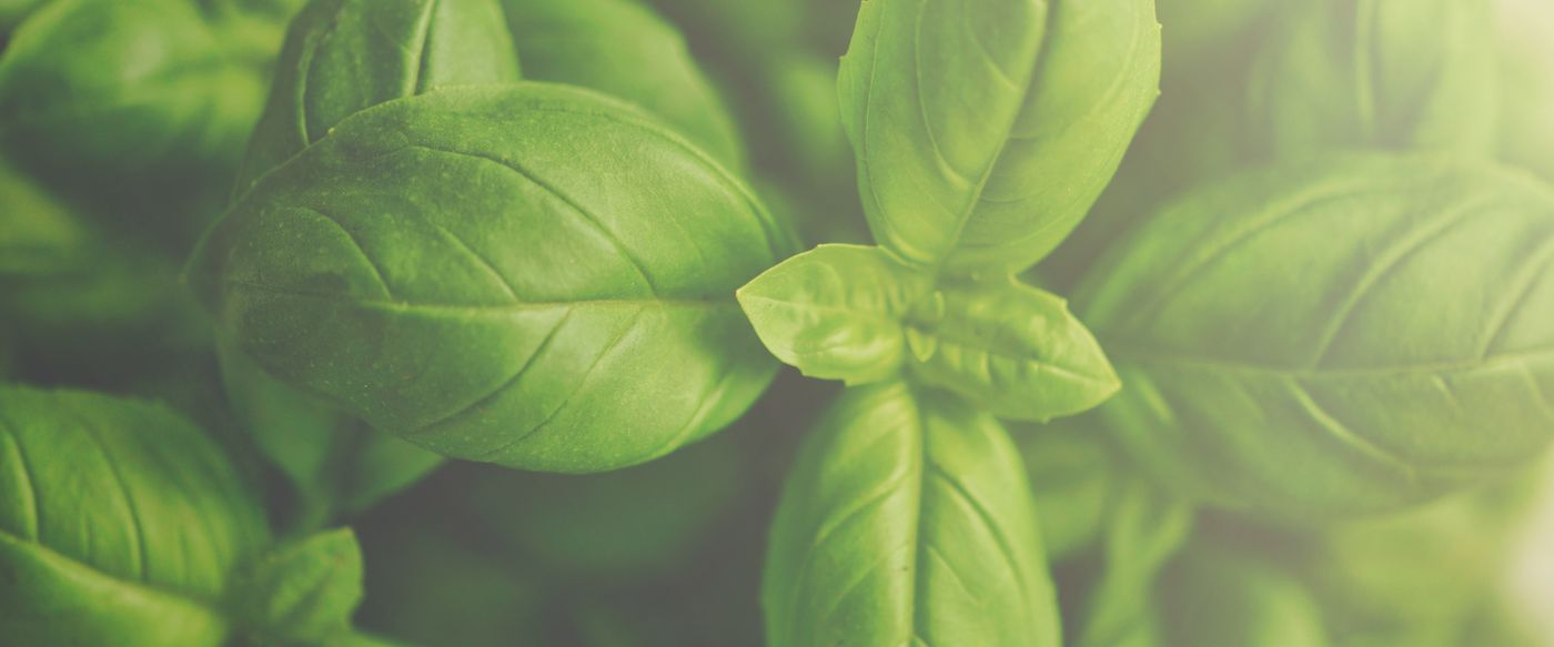 Fresh green basil leaves close up, the kind of herbal note in fragrant candles online