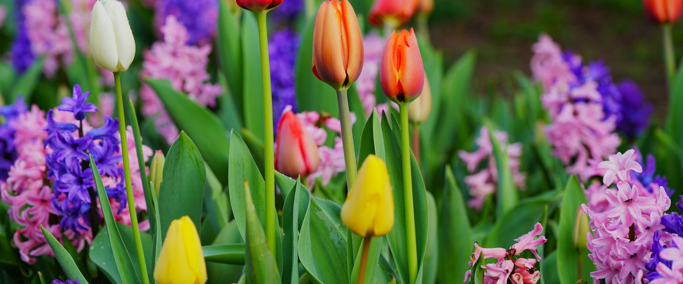 Bright tulips and hyacinths in a spring garden, the fresh floral feel of scented wax melts
