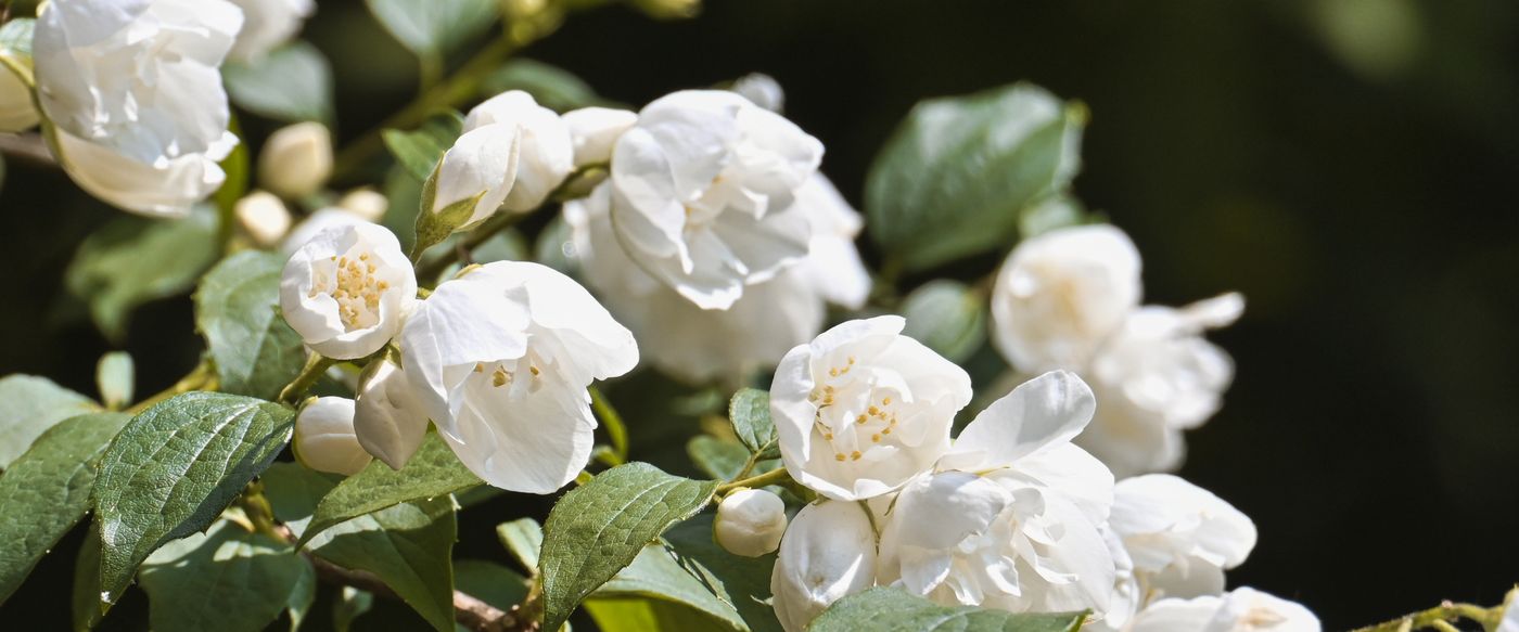 White jasmine flowers in bloom, the scent behind a jasmine candle