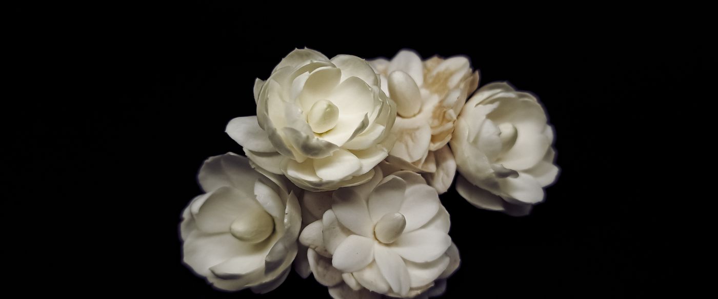 Close up of delicate white jasmine flowers on a dark background, the scent behind a jasmine candle
