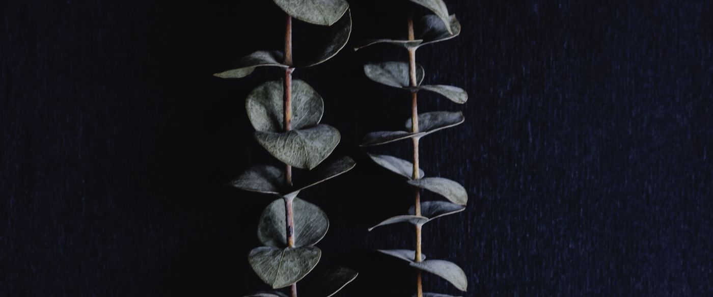 Eucalyptus branches in warm evening light, echoing the candle scents Australia never forgets
