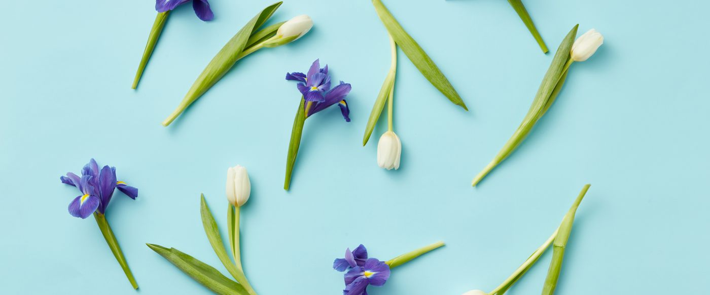 White tulips and purple irises flat lay, the floral notes behind a jasmine candle