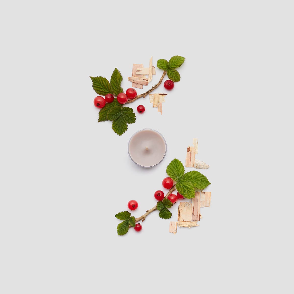 White Birch &amp; Currant Universal Tealight Candles